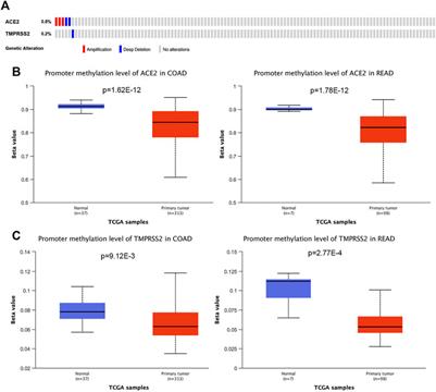 Colorectal Cancer that Highly Express Both ACE2 and TMPRSS2, Suggesting Severe Symptoms to SARS-CoV-2 Infection